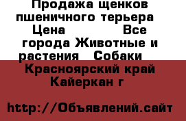 Продажа щенков пшеничного терьера › Цена ­ 30 000 - Все города Животные и растения » Собаки   . Красноярский край,Кайеркан г.